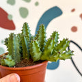 Huernia confusa - Starfish Flower - Sprouts of Bristol