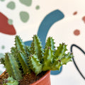 Huernia confusa - Starfish Flower - Sprouts of Bristol
