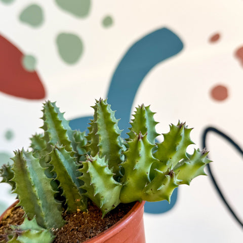 Huernia confusa - Starfish Flower - Sprouts of Bristol
