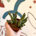 Huernia macrocarpa - Carrion Flower - Sprouts of Bristol