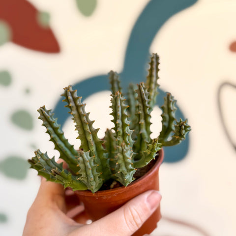 Huernia macrocarpa - Carrion Flower - Sprouts of Bristol