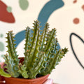 Huernia macrocarpa - Carrion Flower - Sprouts of Bristol