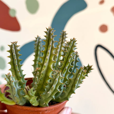 Huernia macrocarpa - Carrion Flower - Sprouts of Bristol