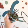 Huernia pendula - Carrion Flower - Sprouts of Bristol