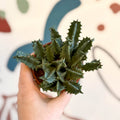 Huernia zebrina - Lifesaver Plant - Sprouts of Bristol