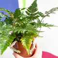 Humata tyermannii - Rabbit Foot Fern - Sprouts of Bristol
