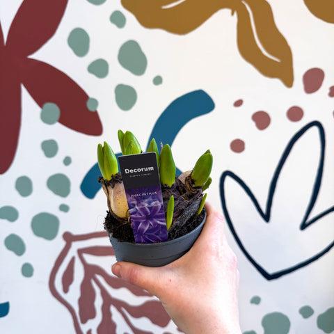 Hyacinthus multiflora ‘Blue Pearl’ - Potted Blue Hyacinth Bulbs - Sprouts of Bristol