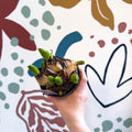 Hyacinthus multiflora ‘Blue Pearl’ - Potted Blue Hyacinth Bulbs - Sprouts of Bristol