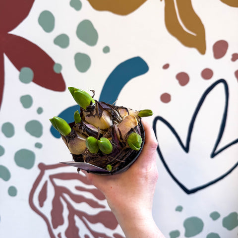 Hyacinthus multiflora ‘Blue Pearl’ - Potted Blue Hyacinth Bulbs - Sprouts of Bristol