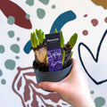 Hyacinthus multiflora ‘Blue Pearl’ - Potted Blue Hyacinth Bulbs - Sprouts of Bristol