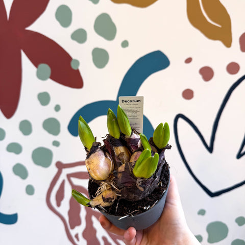 Hyacinthus multiflora ‘Blue Pearl’ - Potted Blue Hyacinth Bulbs - Sprouts of Bristol