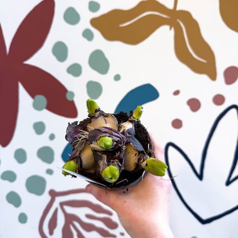 Hyacinthus multiflora ‘Blue Pearl’ - Potted Blue Hyacinth Bulbs - Sprouts of Bristol