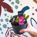 Hyacinthus multiflora ‘Pink Pearl’ - Potted Pink Hyacinth Bulbs - Sprouts of Bristol