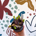 Hyacinthus multiflora ‘Pink Pearl’ - Potted Pink Hyacinth Bulbs - Sprouts of Bristol