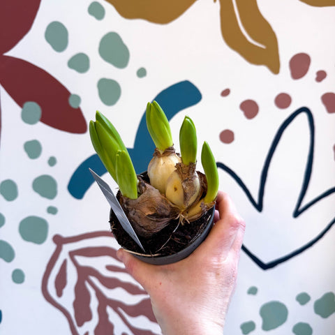 Hyacinthus multiflora ‘White Pearl’ - Potted White Hyacinth Bulbs - Sprouts of Bristol