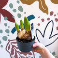 Hyacinthus multiflora ‘White Pearl’ - Potted White Hyacinth Bulbs - Sprouts of Bristol