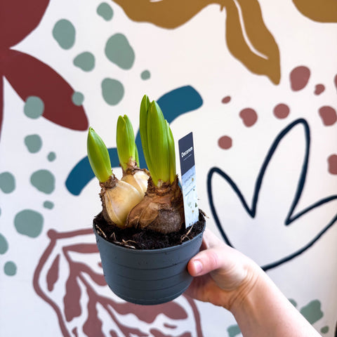 Hyacinthus multiflora ‘White Pearl’ - Potted White Hyacinth Bulbs - Sprouts of Bristol