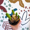 Hyacinthus multiflora ‘White Pearl’ - Potted White Hyacinth Bulbs - Sprouts of Bristol