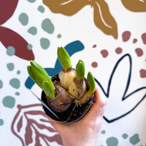 Hyacinthus multiflora ‘White Pearl’ - Potted White Hyacinth Bulbs - Sprouts of Bristol