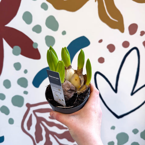 Hyacinthus multiflora ‘White Pearl’ - Potted White Hyacinth Bulbs - Sprouts of Bristol