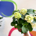Hydrangea macrophylla 'Crystal Palace' - Sprouts of Bristol