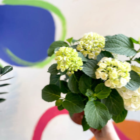 Hydrangea macrophylla 'Crystal Palace' - Sprouts of Bristol