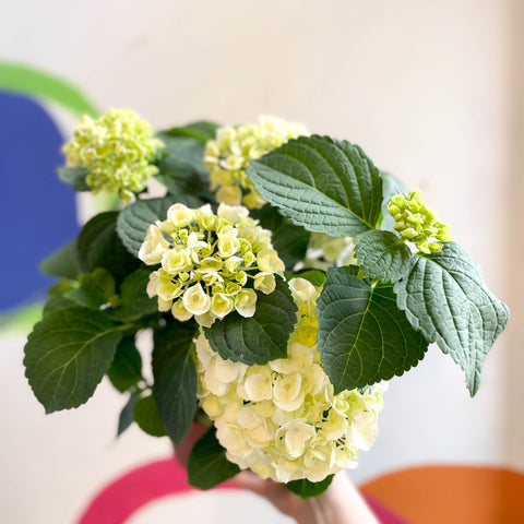 Hydrangea macrophylla 'Crystal Palace' - Sprouts of Bristol