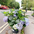 Hydrangea macrophylla 'Hi River Blue' - Sprouts of Bristol