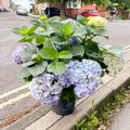 Hydrangea macrophylla 'Hi River Blue' - Sprouts of Bristol