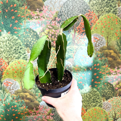 Hylocereus undatus – Dragon Fruit Cactus - Sprouts of Bristol