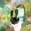 Hylocereus undatus – Dragon Fruit Cactus - Sprouts of Bristol