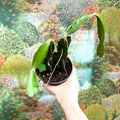 Hylocereus undatus – Dragon Fruit Cactus - Sprouts of Bristol