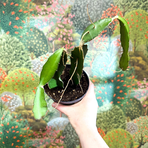 Hylocereus undatus – Dragon Fruit Cactus - Sprouts of Bristol