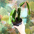 Hylocereus undatus – Dragon Fruit Cactus - Sprouts of Bristol