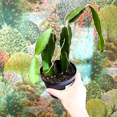 Hylocereus undatus – Dragon Fruit Cactus - Sprouts of Bristol