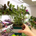 Hyssopus officinalis - Hyssop - British Grown Culinary Herb - Sprouts of Bristol