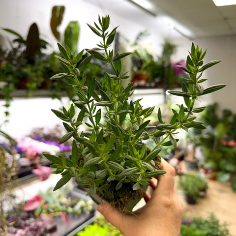 Hyssopus officinalis - Hyssop - British Grown Culinary Herb - Sprouts of Bristol