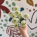 Iberis sempervirens ‘Snowcone’ - Candytuft - British Grown Evergreen Perennial Alpine - Sprouts of Bristol