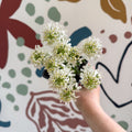 Iberis sempervirens ‘Snowcone’ - Candytuft - British Grown Evergreen Perennial Alpine - Sprouts of Bristol