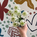 Iberis sempervirens ‘Snowcone’ - Candytuft - British Grown Evergreen Perennial Alpine - Sprouts of Bristol