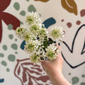 Iberis sempervirens ‘Snowcone’ - Candytuft - British Grown Evergreen Perennial Alpine - Sprouts of Bristol