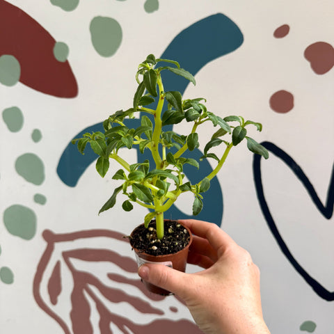 Impatiens keilli - Congo Cockatoo - Welsh Grown - Sprouts of Bristol