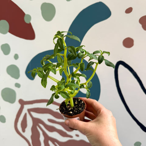 Impatiens keilli - Congo Cockatoo - Welsh Grown - Sprouts of Bristol