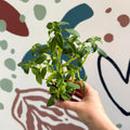 Impatiens keilli - Congo Cockatoo - Welsh Grown - Sprouts of Bristol