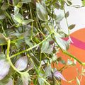 Inch Plant - Tradescantia fluminensis 'Pink Hill' - Sprouts of Bristol
