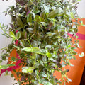 Inch Plant - Tradescantia fluminensis 'Pink Hill' - Sprouts of Bristol
