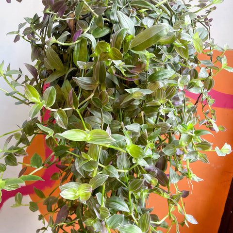 Inch Plant - Tradescantia fluminensis 'Pink Hill' - Sprouts of Bristol