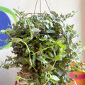 Inch Plant - Tradescantia fluminensis 'Pink Hill' - Sprouts of Bristol