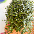 Inch Plant - Tradescantia gibasis 'Bridal Veil' - Sprouts of Bristol