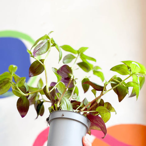 Inch Plant - Tradescantia zebrina 'Flame Dance' - Welsh Grown - Sprouts of Bristol
